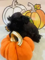 Solid Black Boy, a male Miniature Schnauzer for sale in Malvern, AR – 2 of 3