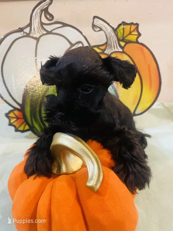 Solid Black Boy – Miniature Schnauzer puppy for sale in Malvern, AR
