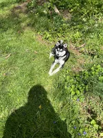 Skyla, a female Alaskan Klee Kai for sale in Saugerties, NY – 6 of 10