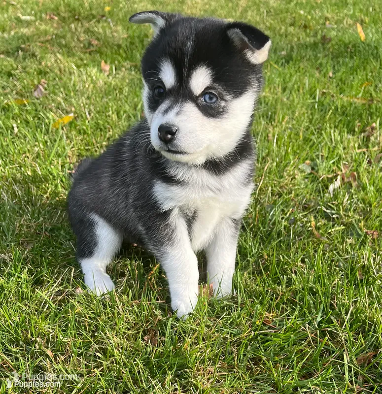 Skyla – Alaskan Klee Kai puppy for sale in Saugerties, NY