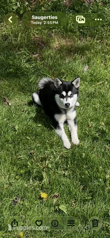 Skyla – Alaskan Klee Kai puppy for sale in Saugerties, NY