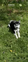 Skyla, a female Alaskan Klee Kai for sale in Saugerties, NY – 1 of 10