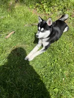 Skyla, a female Alaskan Klee Kai for sale in Saugerties, NY – 3 of 10