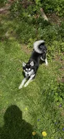 Skyla, a female Alaskan Klee Kai for sale in Saugerties, NY – 2 of 10