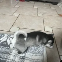 Cougar, a male Alaskan Klee Kai for sale in Saugerties, NY – Photo 9 of 10