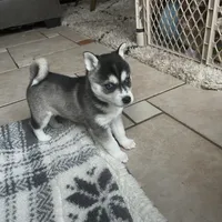 Cougar, a male Alaskan Klee Kai for sale in Saugerties, NY – Photo 6 of 10
