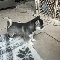 Cougar, a male Alaskan Klee Kai for sale in Saugerties, NY – Photo 8 of 10