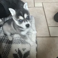 Cougar, a male Alaskan Klee Kai for sale in Saugerties, NY – Photo 3 of 10