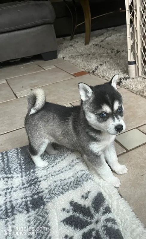 Cougar – Alaskan Klee Kai puppy on hold in Saugerties, NY