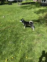 Skyla, a female Alaskan Klee Kai for sale in Saugerties, NY – 7 of 10