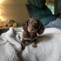 Oscar, a male Miniature Dachshund for sale in Lancaster, PA – 3 of 7