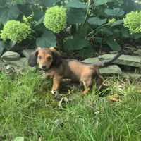 Ollie, a male Miniature Dachshund for sale in Lancaster, PA – 1 of 5