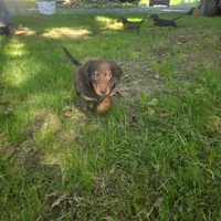 Oscar, a male Miniature Dachshund for sale in Lancaster, PA – 5 of 7