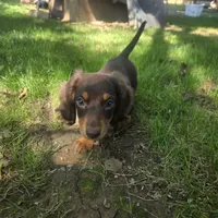 Oscar, a male Miniature Dachshund for sale in Lancaster, PA – 6 of 7
