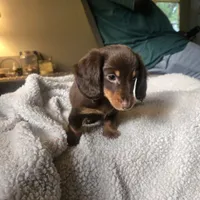 Oscar, a male Miniature Dachshund for sale in Lancaster, PA – 4 of 7