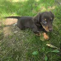 Oscar, a male Miniature Dachshund for sale in Lancaster, PA – 7 of 7