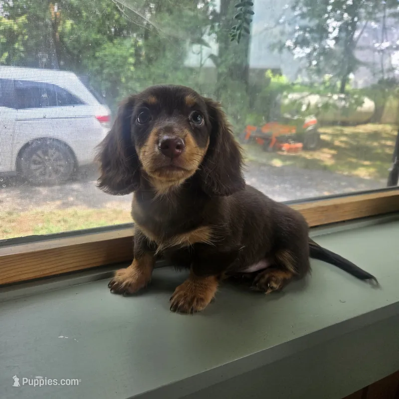 Biggie C – Miniature Dachshund puppy for sale in Lancaster, PA