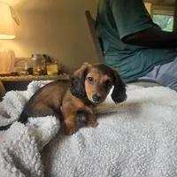 Ollie, a male Miniature Dachshund for sale in Lancaster, PA – 2 of 5