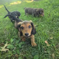 Ollie, a male Miniature Dachshund for sale in Lancaster, PA – 5 of 5