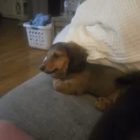 Ollie, a male Miniature Dachshund for sale in Lancaster, PA – 4 of 5