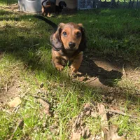 Ollie, a male Miniature Dachshund for sale in Lancaster, PA – 3 of 5