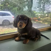 Biggie C, a male Miniature Dachshund for sale in Lancaster, PA – 2 of 3