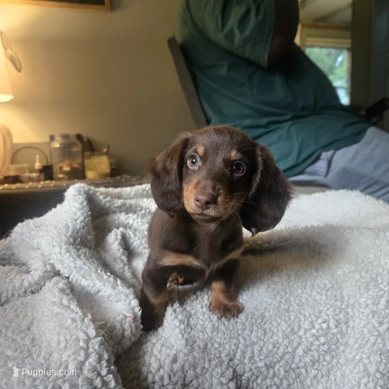 Oscar – Miniature Dachshund puppy for sale in Lancaster, PA