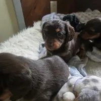 Biggie C, a male Miniature Dachshund for sale in Lancaster, PA – 3 of 3