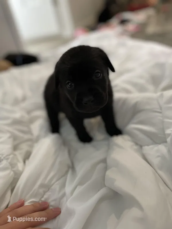 Sally – Labrador Retriever puppy for sale in Waynesville, NC