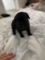 Sally, a female Labrador Retriever for sale in Waynesville, NC – Photo 1 of 4