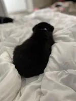 Sally, a female Labrador Retriever for sale in Waynesville, NC – Photo 2 of 4