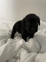 Sally, a female Labrador Retriever for sale in Waynesville, NC – Photo 4 of 4