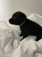 Sally, a female Labrador Retriever for sale in Waynesville, NC – Photo 3 of 4