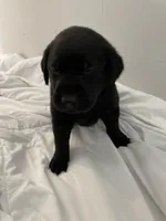 Zuma, a male Labrador Retriever for sale in Waynesville, NC – Photo 3 of 4