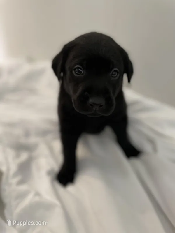 Zuma – Labrador Retriever puppy for sale in Waynesville, NC