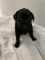 Zuma, a male Labrador Retriever for sale in Waynesville, NC – Photo 1 of 4