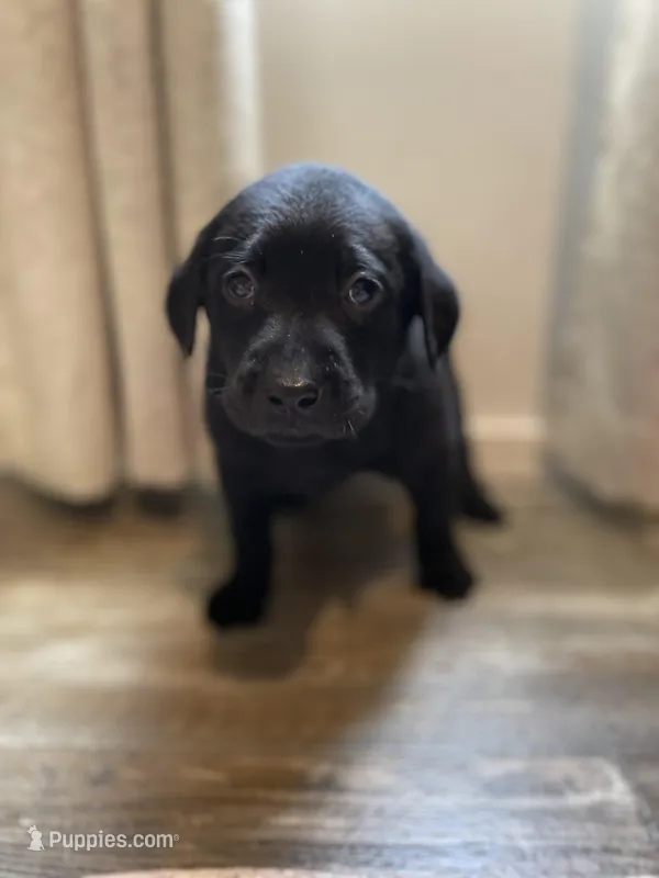 Zuma – Labrador Retriever puppy for sale in Waynesville, NC