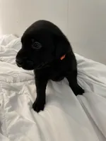 Zuma, a male Labrador Retriever for sale in Waynesville, NC – Photo 4 of 4