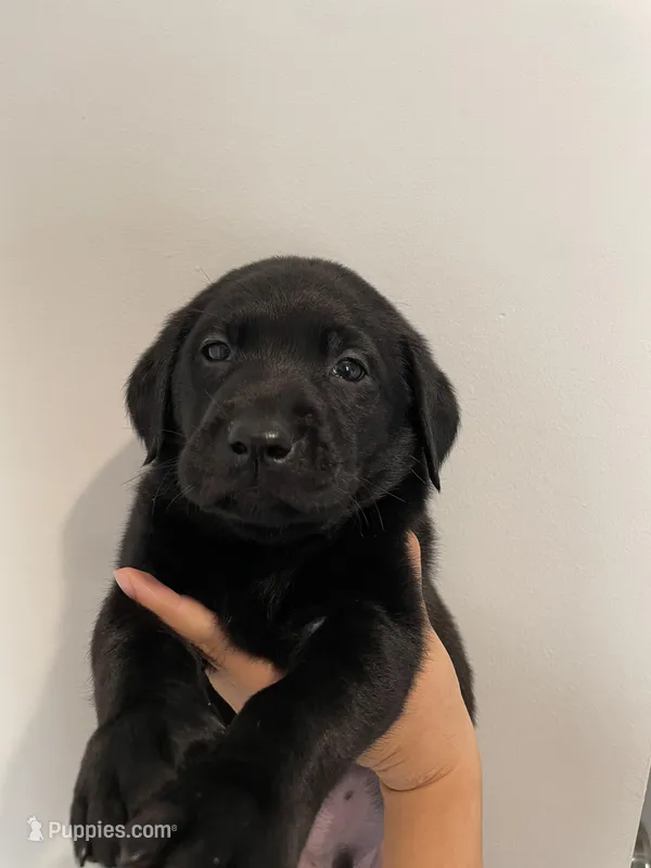 Zuma – Labrador Retriever puppy on hold in Waynesville, NC