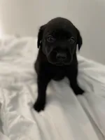 Zuma, a male Labrador Retriever for sale in Waynesville, NC – Photo 2 of 4