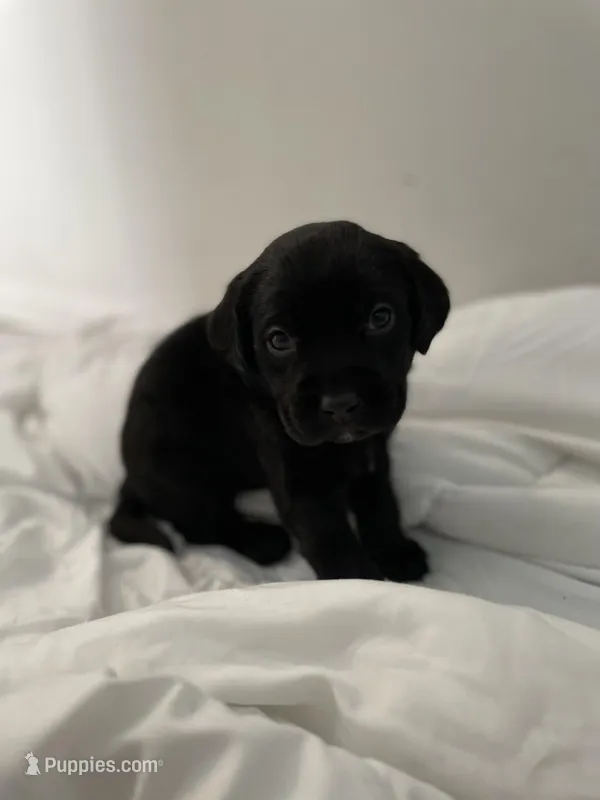 Rubble – Labrador Retriever puppy for sale in Waynesville, NC