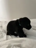 Rubble, a female Labrador Retriever for sale in Waynesville, NC – Photo 2 of 3