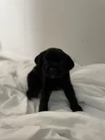 Rubble, a female Labrador Retriever for sale in Waynesville, NC – Photo 3 of 3