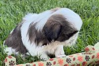Guy, a male Shih Tzu for sale in Sturgis, MI – 4 of 10