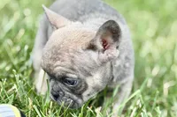 Sophie, a female French Bulldog for sale in Sturgis, MI – 5 of 10