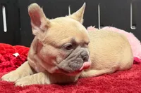 Wesley , a male French Bulldog for sale in Sturgis, MI – 3 of 9