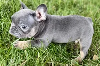 Ford, a male French Bulldog for sale in Sturgis, MI – 6 of 8
