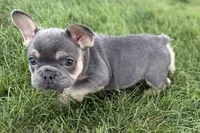 Zola, a female French Bulldog for sale in Sturgis, MI – 7 of 10