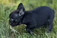 Alice , a female French Bulldog for sale in Sturgis, MI – 10 of 10