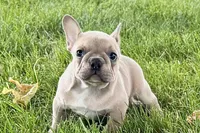 Flutter, a female French Bulldog for sale in Sturgis, MI – 7 of 10